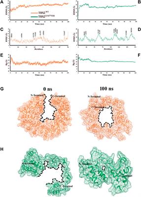 Case report: A novel de novo loss of function variant in the DNA-binding domain of TBX2 causes severe osteochondrodysplasia